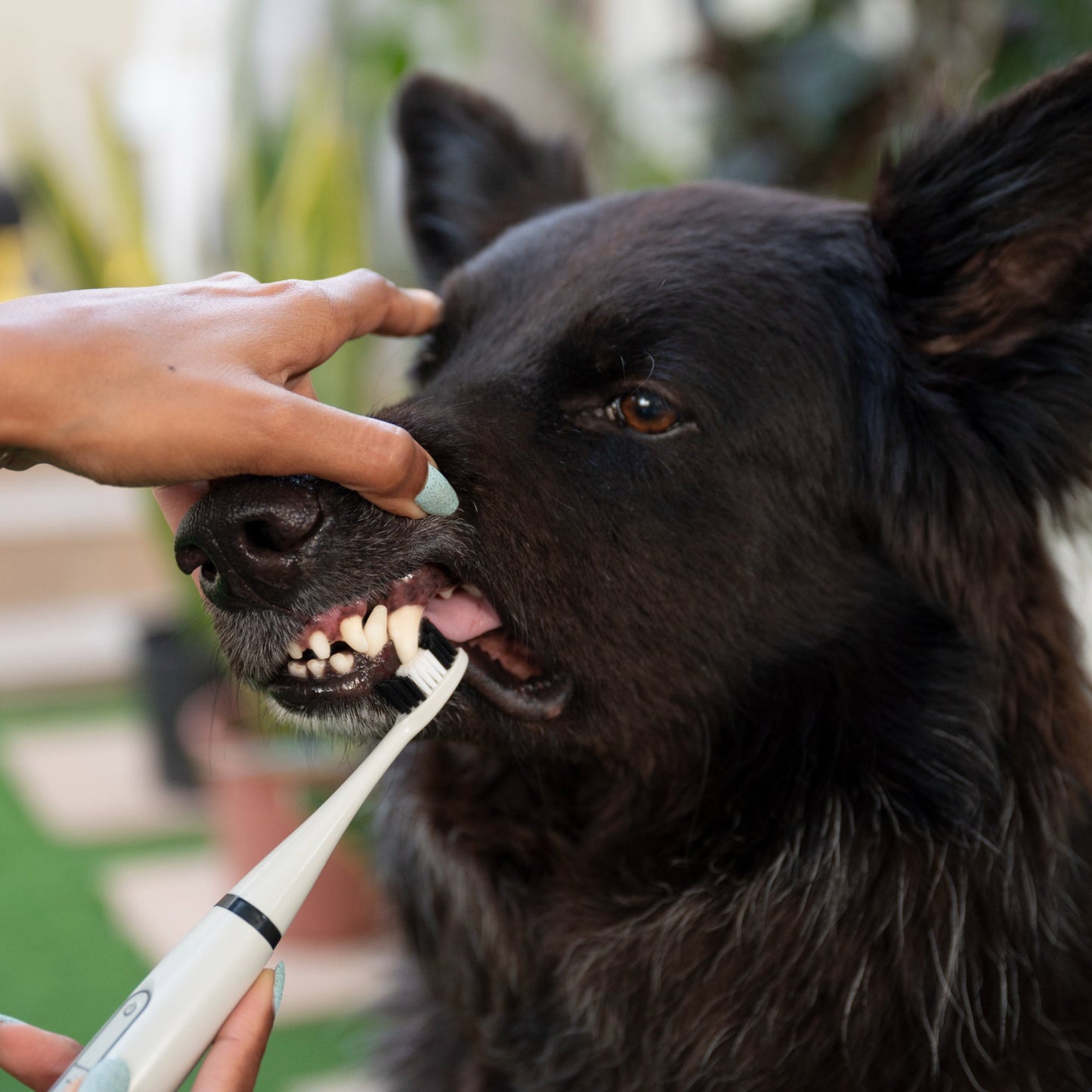 FreshFangs™ - Sonic Tooth cleaner for dogs