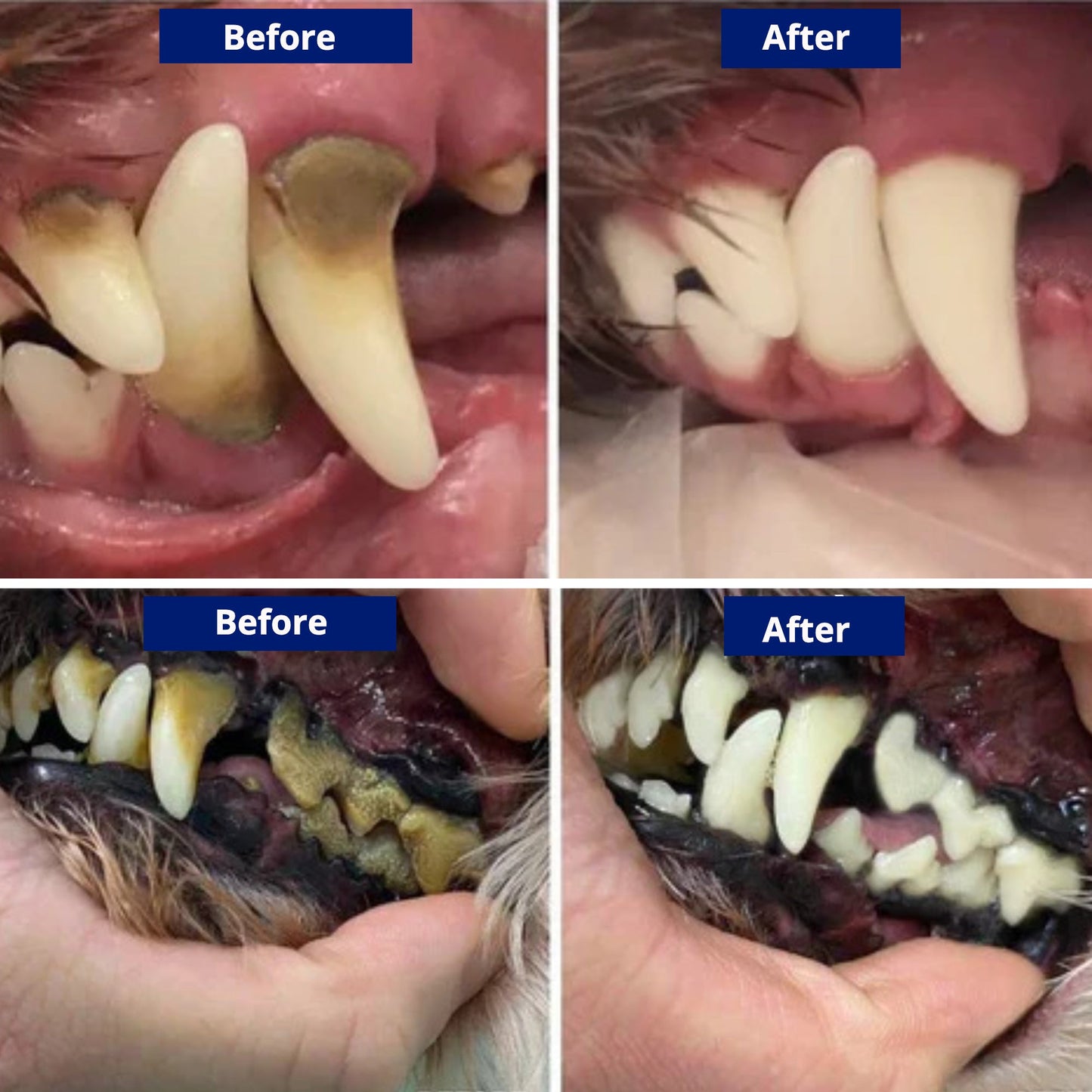 FreshFangs™ - Sonic Tooth cleaner for dogs